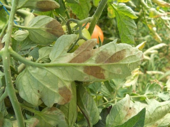 Боремся с фитофторой на помидорах – признаки и причины