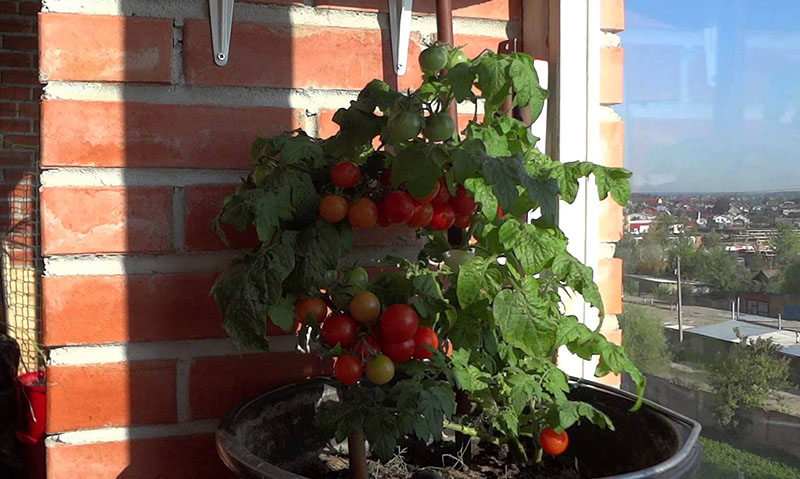 Как посадить и вырастить на подоконнике помидоры черри из семян дома в горшке