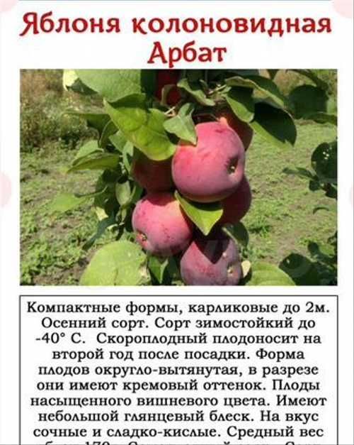 Описание сорта яблони имант: фото яблок, важные характеристики, урожайность с дерева