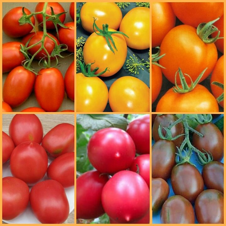 Лучшие сорта низкорослых томатов для теплиц