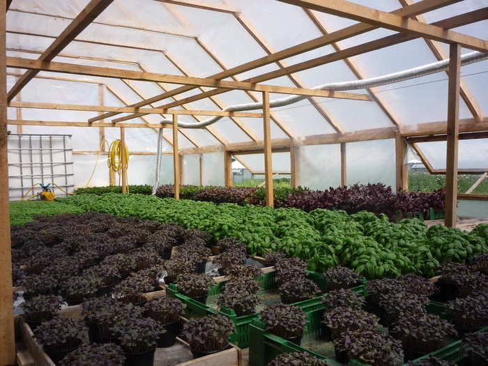 Бизнес по выращиванию зелени в домашних условиях в теплице