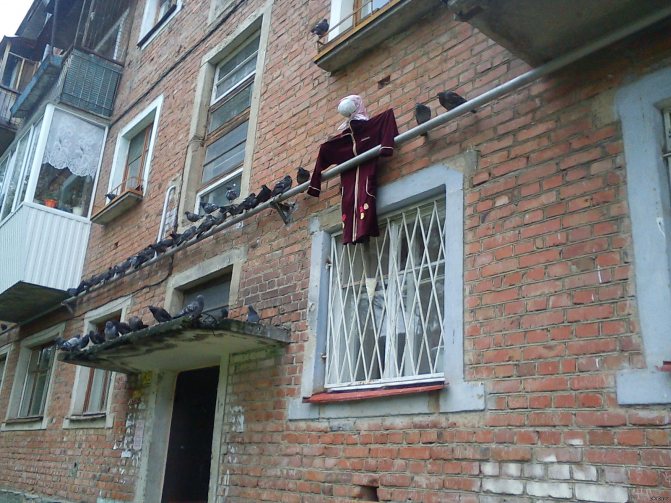 Как избавиться от голубей на балконе: методы отпугивания птиц