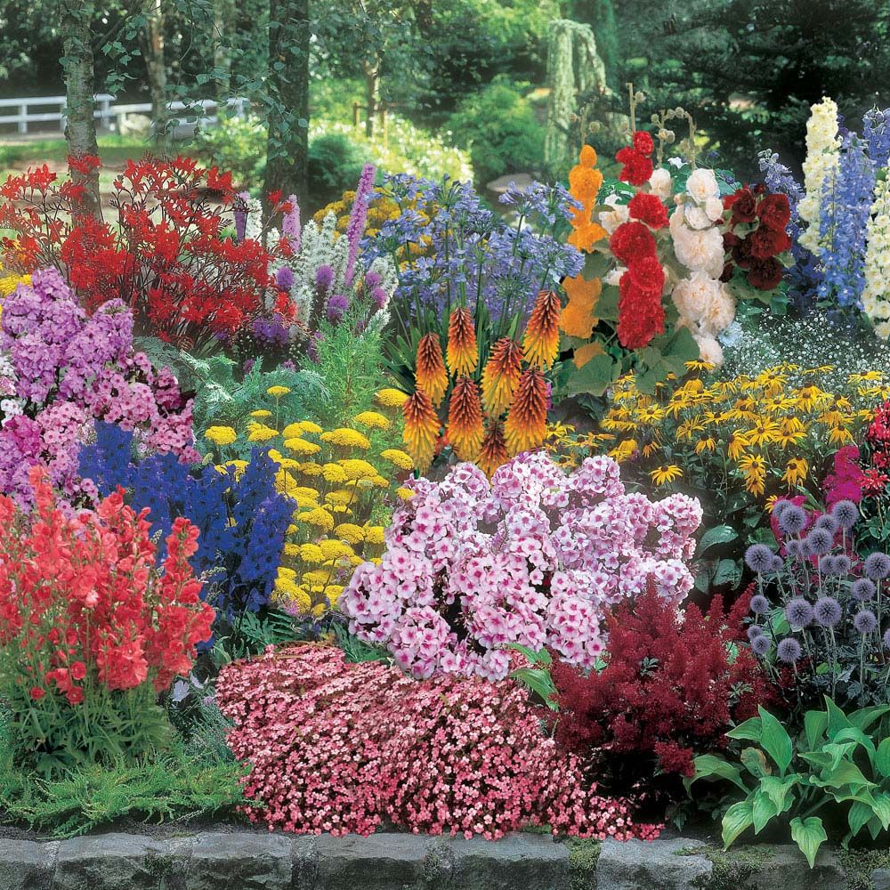 Цветы многолетники для сада неприхотливые фото и название
