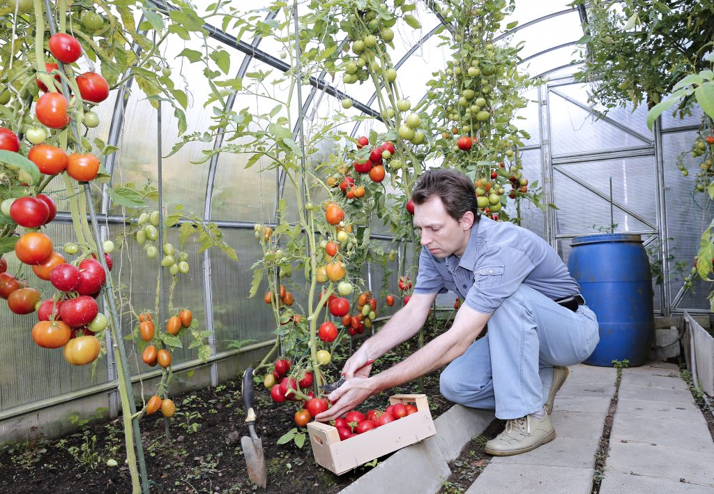 Выращивание в теплицах как бизнес: плодово-ягодные кустарники | investyb