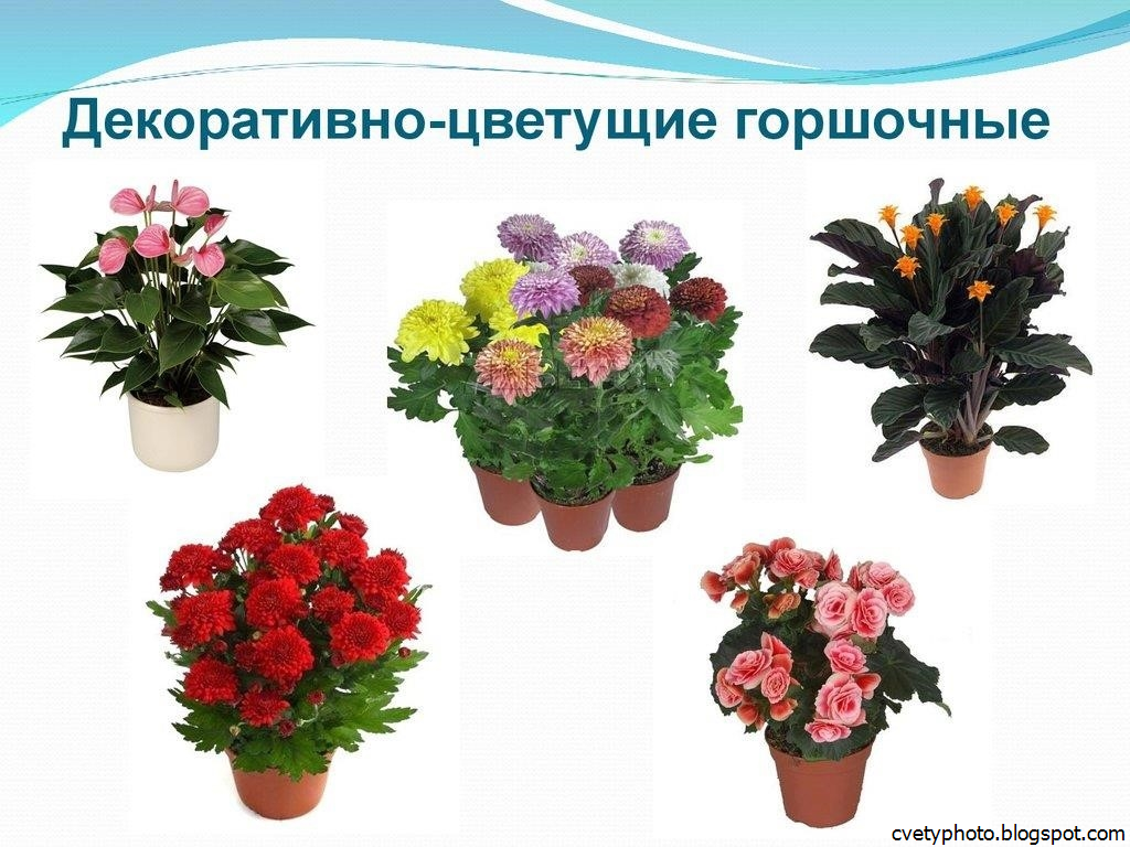10 лучших красивоцветущих комнатных растений. список названий с фото — ботаничка.ru