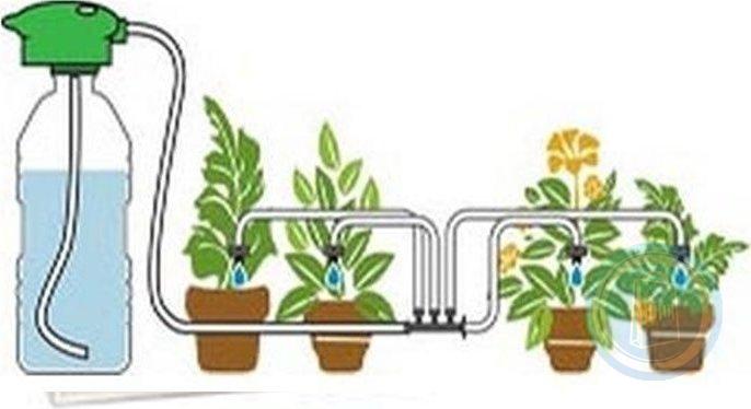 Как часто поливать растения, надо ли и когда лучше - утром или вечером