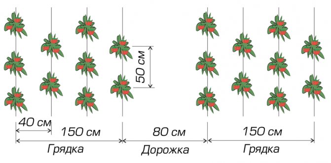 Оптимальное расстояние посадки помидоров в теплице
