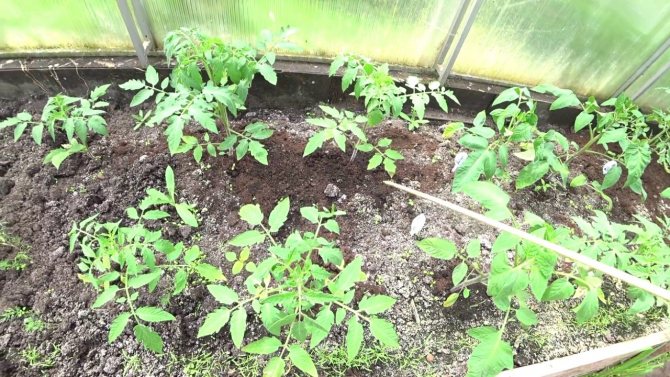 Выращивание помидоров в теплице из поликарбоната, рассада, уход, видео