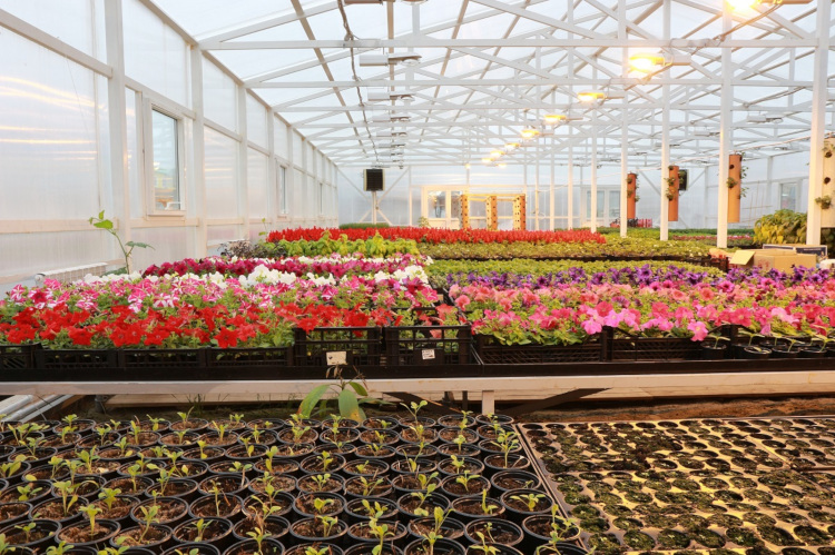 Бизнес на выращивании цветов в теплице