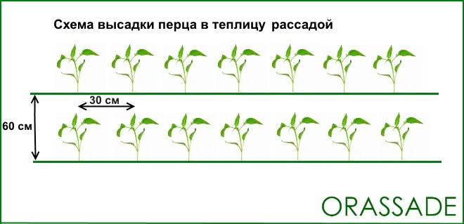 Схема высадки баклажан