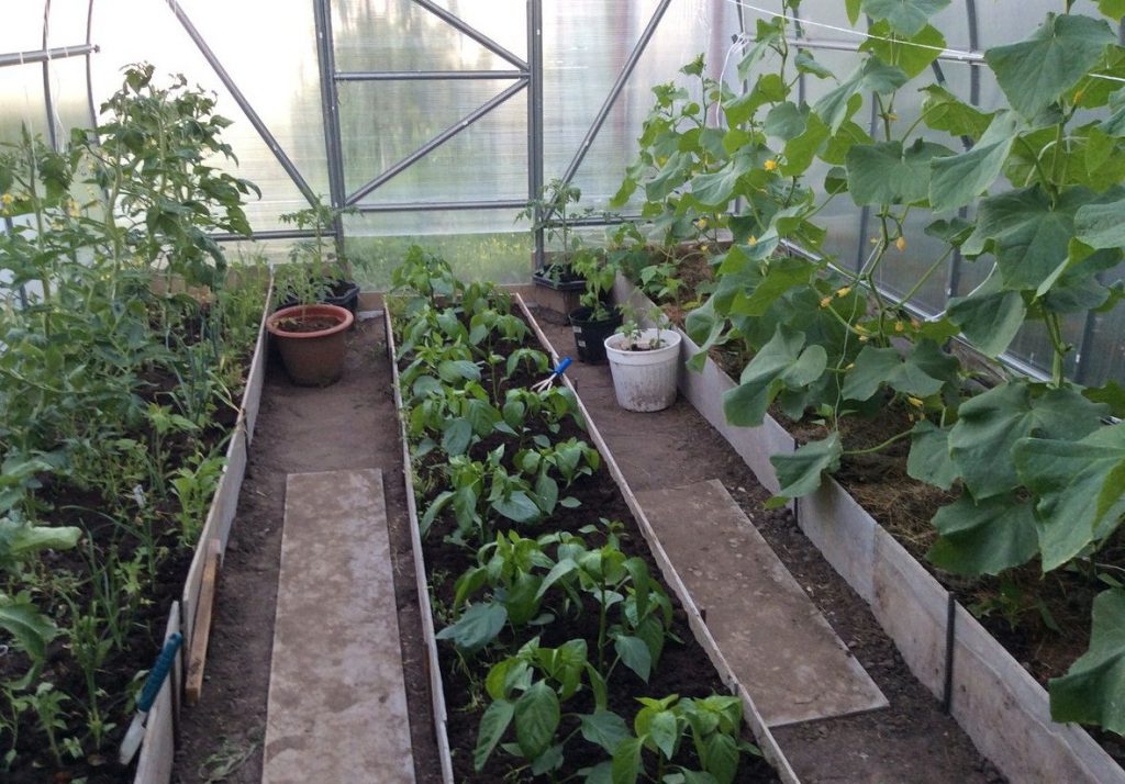Выращивание перца в теплице: из поликарбоната, технология, уход, условия, секреты