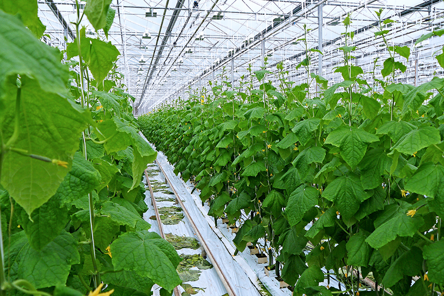 Выращивание зелени в теплице как бизнес: отзывы, рентабельность