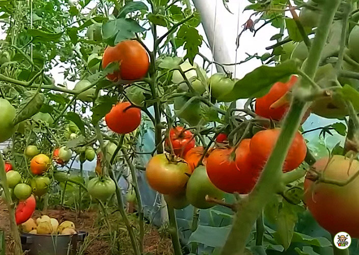 Почему не зреют помидоры?