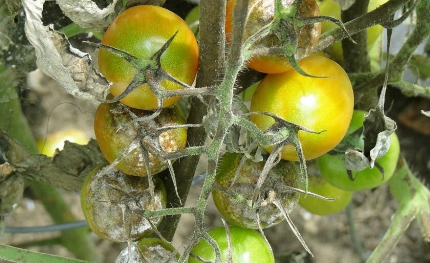Как защитить помидоры от фитофторы в теплице