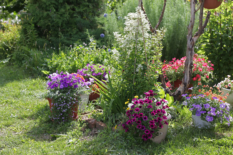 Эустома в саду фото оформление участка