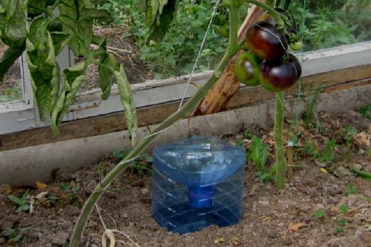 Как поливать томаты в открытом грунте