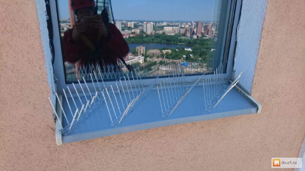 Как избавиться от голубей на балконе: 3 способа  | mirnadivane.ru