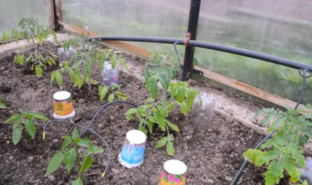 Как поливать помидоры правильно в теплице и в открытом грунте