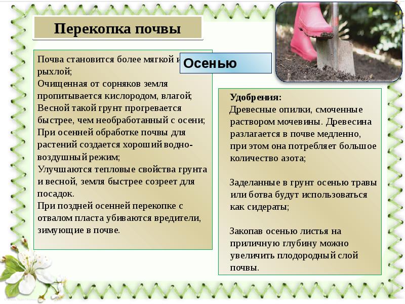 Особенности выращивания огурцов в теплице осенью