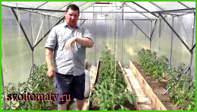 Технология ухода за помидорами в теплице из поликарбоната