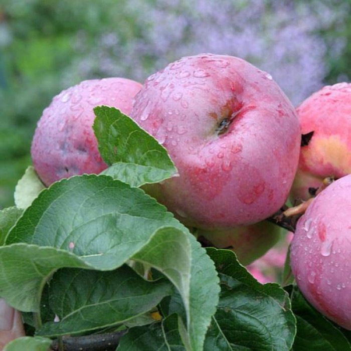 Описание лучших сортов яблонь для подмосковья: фото, отзывы