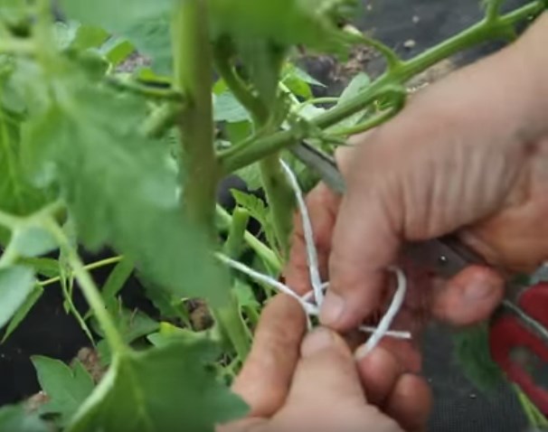 Как подвязывать помидоры в теплице из поликарбоната: необходимые материалы и инструменты, пошаговые инструкции по разным методикам подвязки