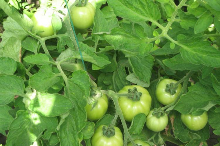 Что делать, чтобы помидоры быстрее краснели, почему долго не зреют