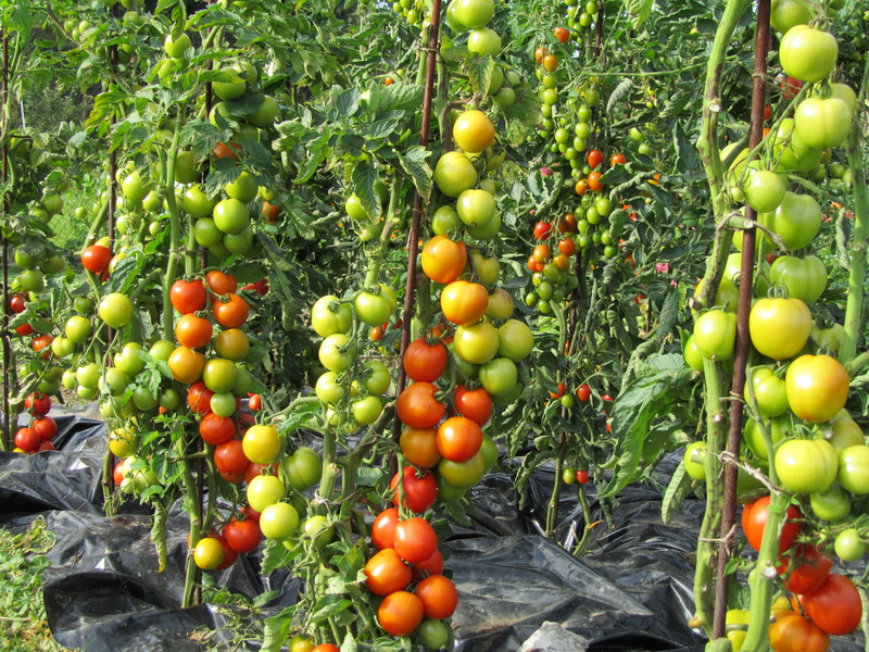 Качественные высокорослые томаты для теплиц: высокоурожайные сорта
