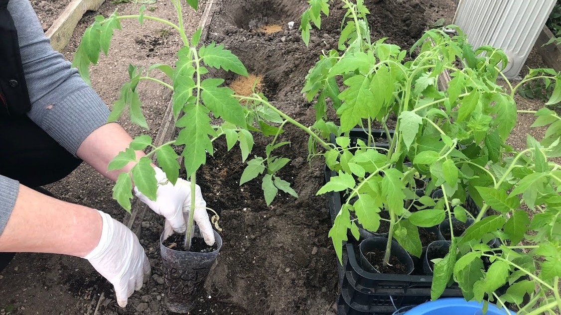 Выращивание помидоров в теплице зимой