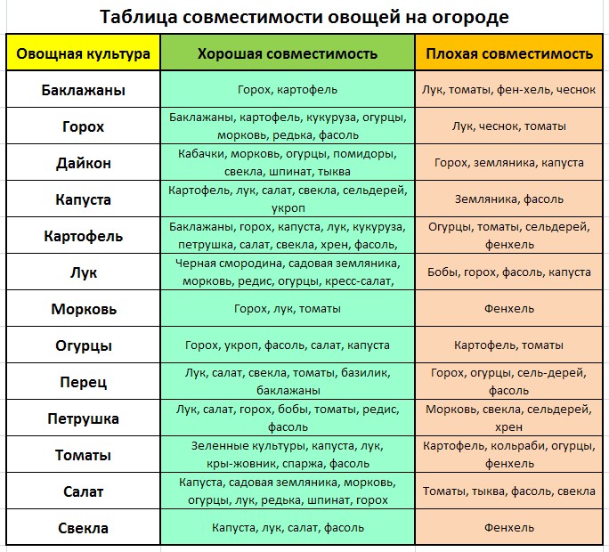 Какую культуру можно. Таблица совместимости посадок овощных культур. Таблица соседства овощных культур при посадке. Таблица совмещения посадки овощей. Совместимые посадки овощей в огороде таблица.