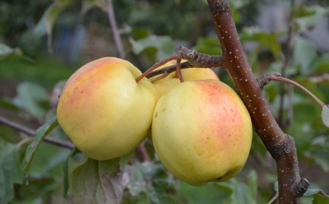 Лучшие сорта яблонь для подмосковья: 5 видов, которые не болеют паршой