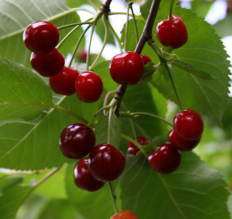 Любская вишня: характеристика и описание сорта, выращивание и уход