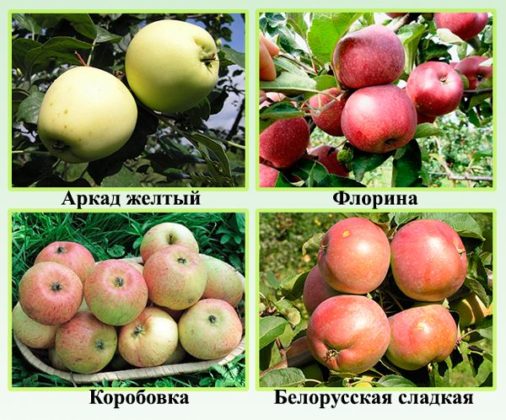Сорта яблок — названия, особенности, характеристики, лучшие сорта для выращивания и урожайность (90 фото). сорта яблок фото с названием и описанием
