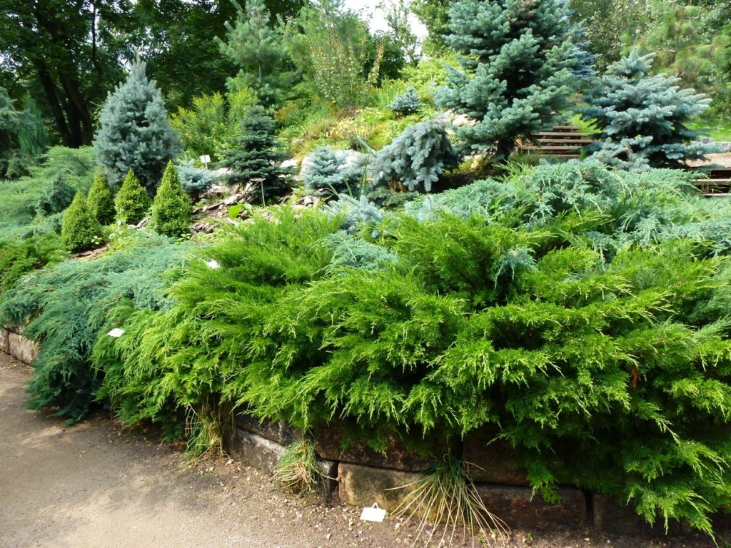 Хвойные растения в саду: названия декоративных деревьев и кустарников, виды в ландшафтном дизайне