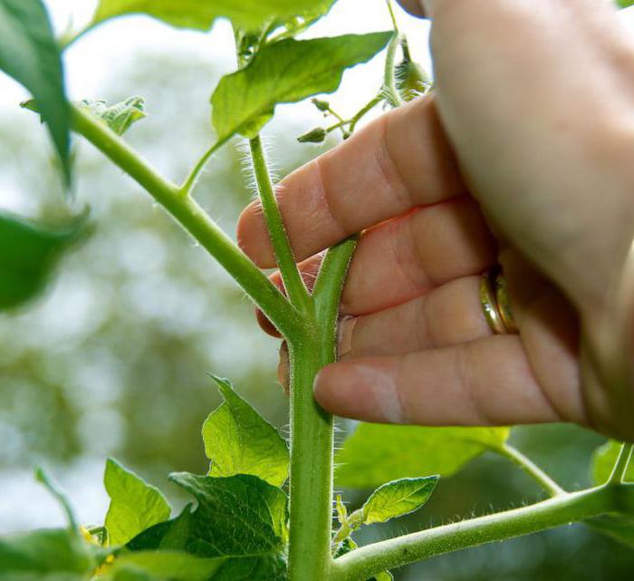 Нужно ли убирать листья на кустах томатов в теплице и в открытом грунте как и когда обрезать