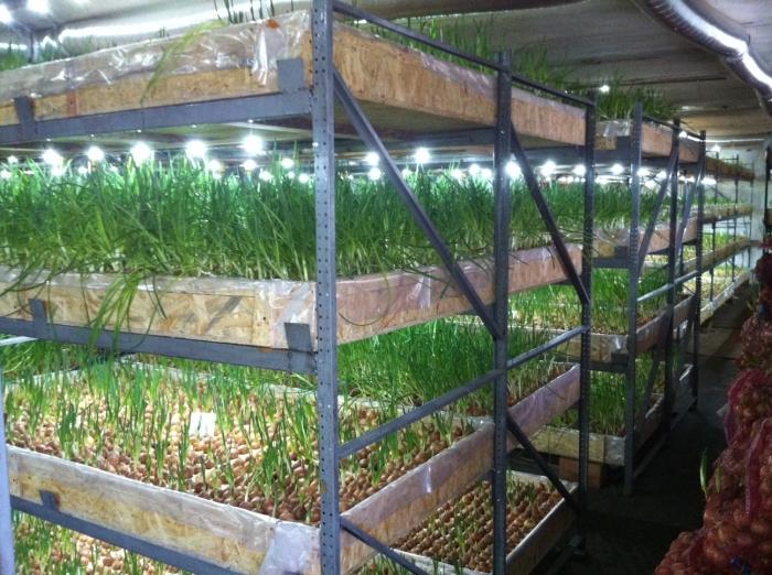 Выращивание зелени в теплице как бизнес - технология бизнеса