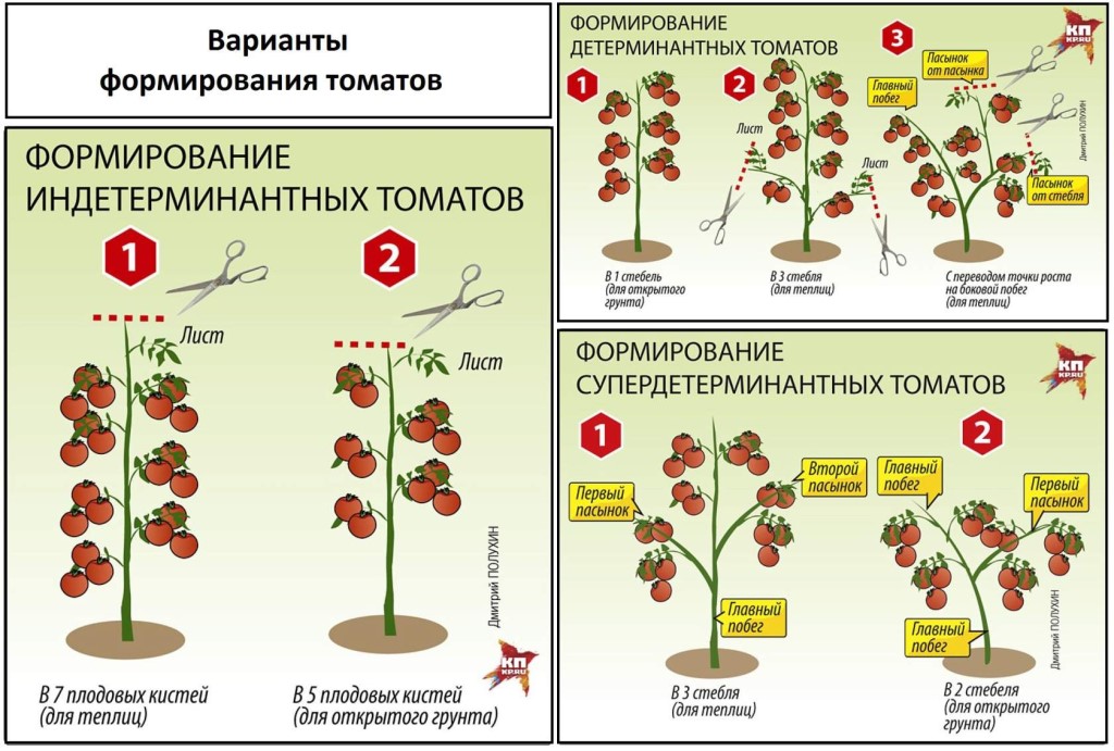 Схема формирования низкорослых томатов в открытом грунте