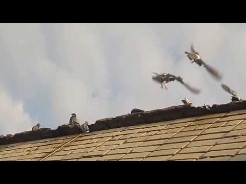 Как избавиться от голубей на балконе уют в доме лайфхаки - голуби на балконе, избавиться от надоедливых птиц